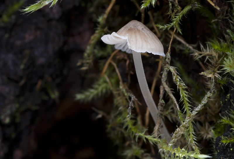 Mycena erubescens